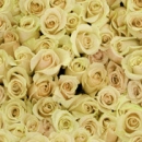 YELLOW ROSES