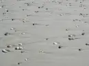 OCEANO