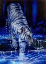 Tyger