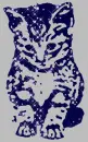cat,,,