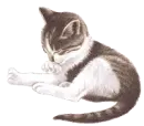 cat