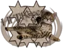 cat, kitten, waving