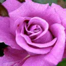 Purple Rose