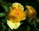 Yellow Roses