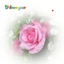 Pink Rose