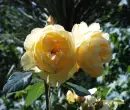 Yellow Rose