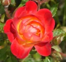 Yellow with Red tip Rose
