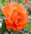 Orange rose