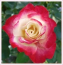Red and White Rose