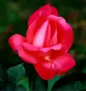Coral Rose