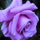 Lavender Rose