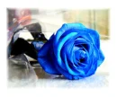 Blue Roses