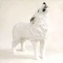 wolf pup