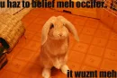 Funny Bunny