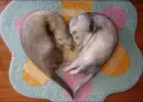 animales amor