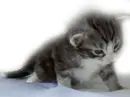 Cute cat puppy