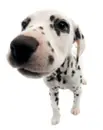 Thedog