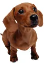 dashund