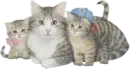 lovely kittens