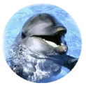 dolphin
