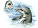 dolphins
