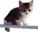 cute kitty