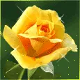 yellow rose