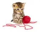 Cute cat
