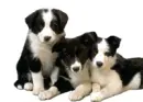 Border collie puppies