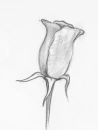 rose