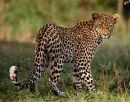 leopards