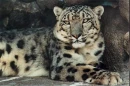leopard2