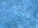 winter snow