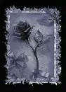 Black rose