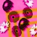 retro Flowers