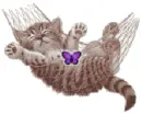 kitty in hammock