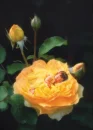 baby rose