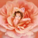 baby rose
