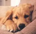 puppy's rock!