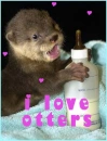 I Love Otters