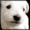sweet dog