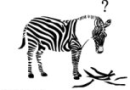 zebra