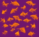 goldfish