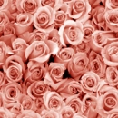 rozzsa