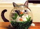fish head