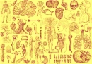 skeleton
