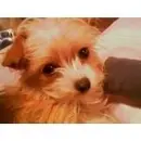 cute puppy