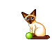 siamese cat playing with yarn