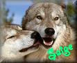 Saige