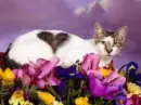 CAT LAYIN IN FLOWERS